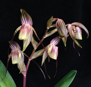 Paphiopedilum adductum