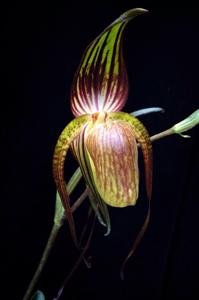 Paphiopedilum adductum