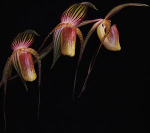 Paphiopedilum adductum