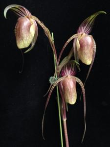 Paphiopedilum adductum