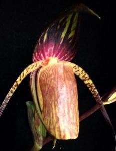 Paphiopedilum adductum