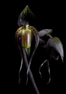 Paphiopedilum adductum