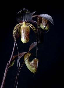 Paphiopedilum adductum