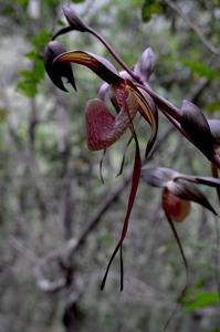 Paphiopedilum adductum