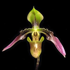 Paphiopedilum appletonianum