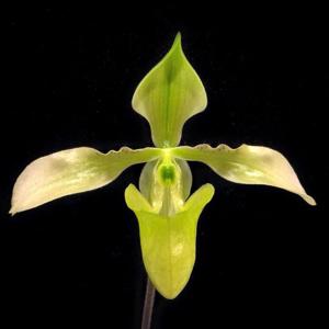 Paphiopedilum appletonianum