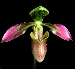 Paphiopedilum appletonianum