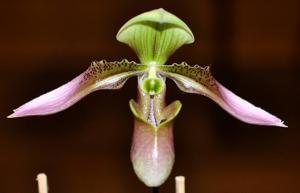 Paphiopedilum appletonianum