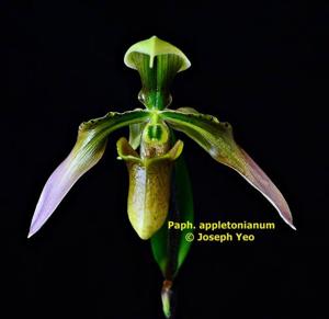 Paphiopedilum appletonianum