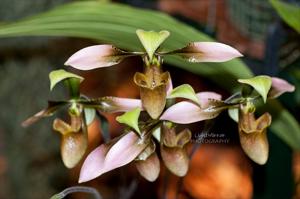 Paphiopedilum appletonianum