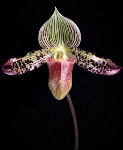 Paphiopedilum argus