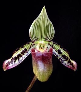 Paphiopedilum argus