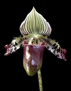 Paphiopedilum argus