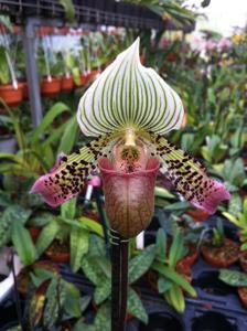 Paphiopedilum argus