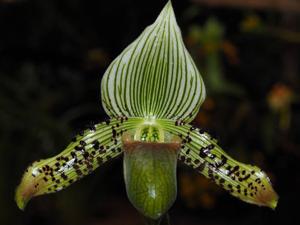 Paphiopedilum argus