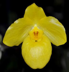 Paphiopedilum armeniacum