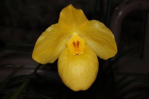 Paphiopedilum armeniacum