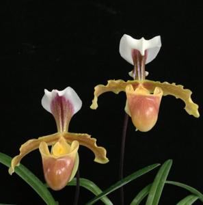 Paphiopedilum coccineum