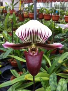 Paphiopedilum barbatum