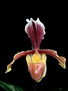 Paphiopedilum barbigerum