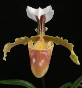 Paphiopedilum vejvarutianum