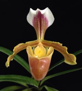 Paphiopedilum coccineum