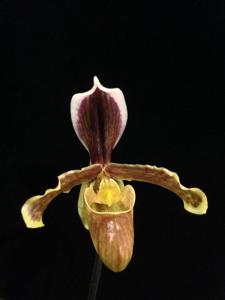 Paphiopedilum coccineum