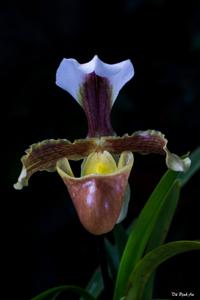 Paphiopedilum barbigerum