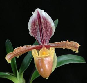Paphiopedilum barbigerum var. sulivongii