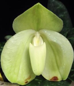 Paphiopedilum bellatulum