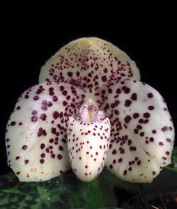 Paphiopedilum bellatulum