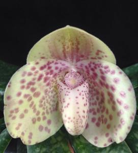 Paphiopedilum bellatulum