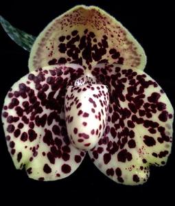 Paphiopedilum bellatulum