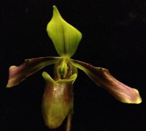 Paphiopedilum bullenianum