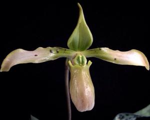 Paphiopedilum bullenianum var. celebesense