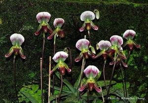 Paphiopedilum callosum