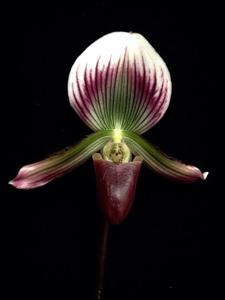 Paphiopedilum callosum var. sublaeve
