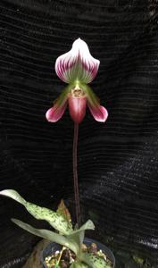 Paphiopedilum callosum var. sublaeve