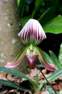 Paphiopedilum callosum