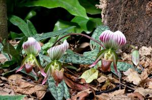 Paphiopedilum callosum