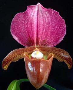 Paphiopedilum charlesworthii