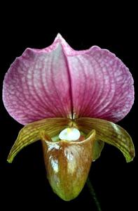 Paphiopedilum charlesworthii