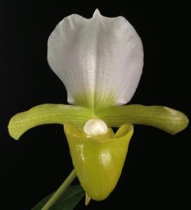 Paphiopedilum charlesworthii