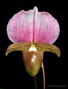 Paphiopedilum charlesworthii