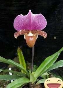 Paphiopedilum charlesworthii