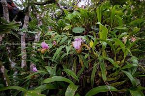 Paphiopedilum charlesworthii