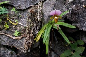 Paphiopedilum charlesworthii