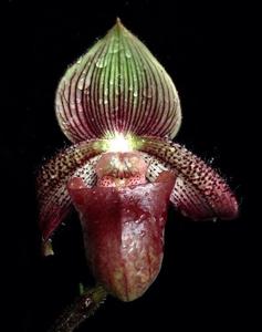 Paphiopedilum ciliolare