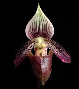 Paphiopedilum ciliolare