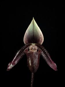 Paphiopedilum ciliolare